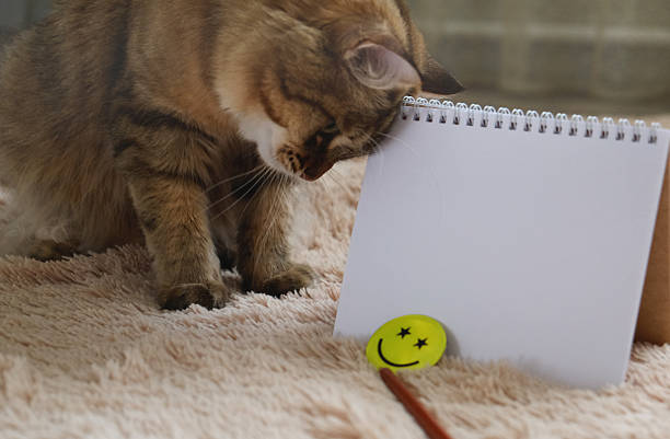 Empty space, place for text on white paper. Tabby fluffy cat and notepad on beige plaid. Blank page of notepad, copy space