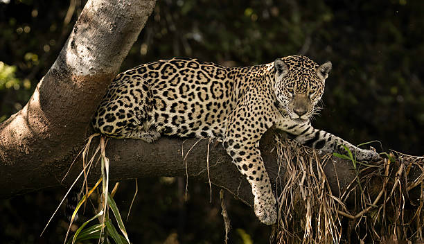 istock A jaguar (Panthera onca) lying on a branch looking down for prey 2247442356