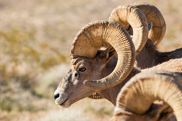 Wild male ram Big horn sheep roam the desert landscape of Valley of Fire in Nevada on a winters day