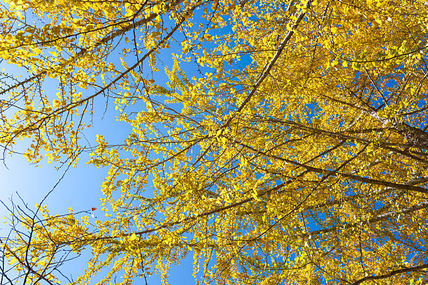 Looking up at bright yellow ginkgo leaves and branches contrasting beautifully with a clear blue sky in autumn. Sunny and airy atmosphere.