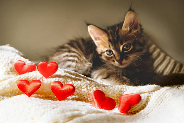istock Pretty cute kitten relaxing on the bed, imposingly leisurely spends time on favorite fluffy rug. Decoration red hearts. Valentines Day, Birthday, Dating. Beautiful greeting card 2247444290