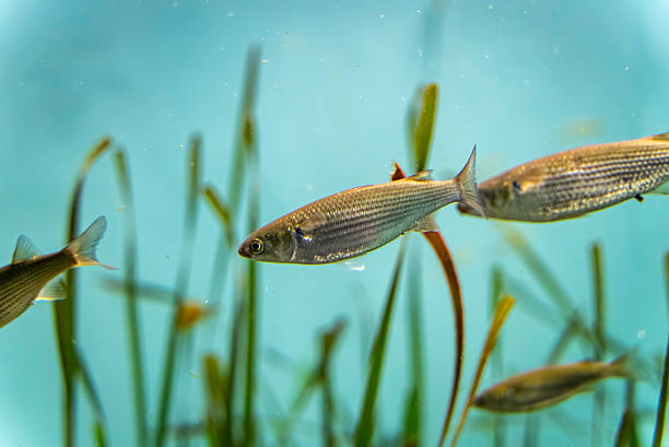 istock Mullet swimming in an aquarium 2247444491