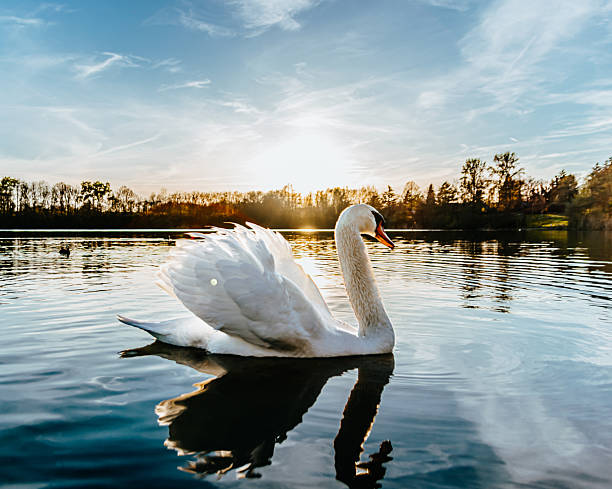 A graceful white swan glides across a calm lake during a vibrant sunset. Warm golden light illuminates the bird’s feathers and reflects on the rippling water, creating a serene and peaceful atmosphere. Captured in early evening with soft natural light and a tranquil nature setting.