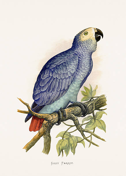 Parrot illustration from an 1884 London publication, vintage hand-colored bird art of Grey Parrot (Psittacus erithacus)