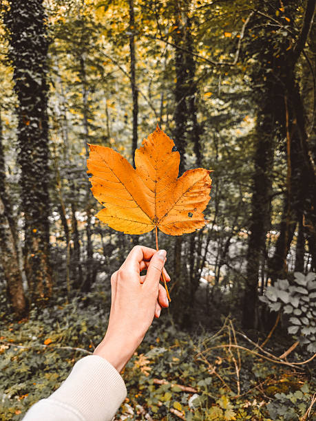istock Hand holding a bright orange autumn leaf against a blurred forest trail. 2247448922