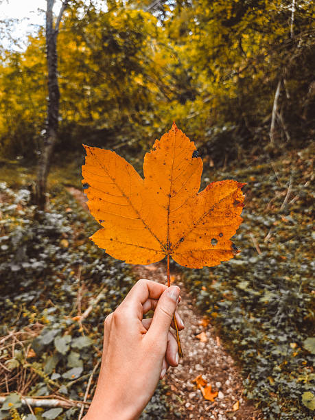 istock Hand holding a bright orange autumn leaf against a blurred forest trail. 2247448928