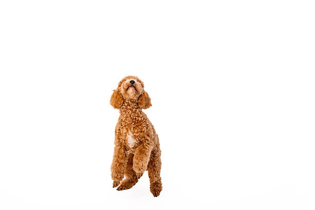 Poodle puppy with big kind eyes and brown fur posing isolated over white studio background