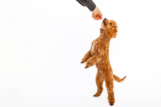 Poodle puppy with big kind eyes and brown fur on white studio background, eating from human hand.