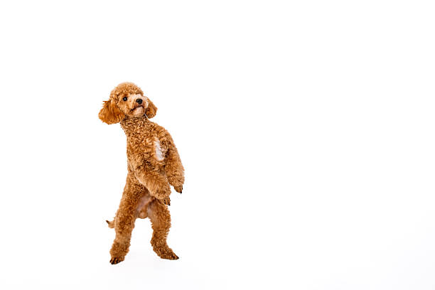 Poodle puppy with big kind eyes and brown fur on white studio background, standing on two legs, looking up.