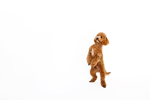 Funny Portrait of Royal Poodle Dog with gold chain and pigtail hair Isolated on Black Background, profile view