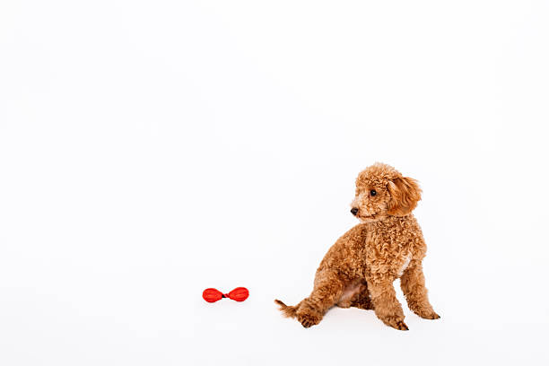 Poodle puppy with big kind eyes and brown fur on white studio background, plying with dog toys.