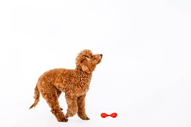 Poodle puppy with big kind eyes and brown fur on white studio background, plying with dog toys.