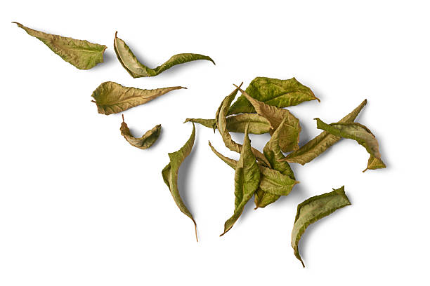 istock scattered dried plant leaves isolated white 2247451710