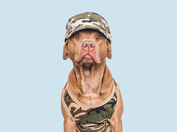 istock Cute dog, cap and military shirt. Studio shot 2247451756