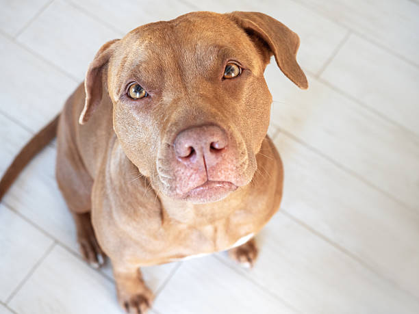istock Cute dog. Close-up, indoor. Directly above 2247451763