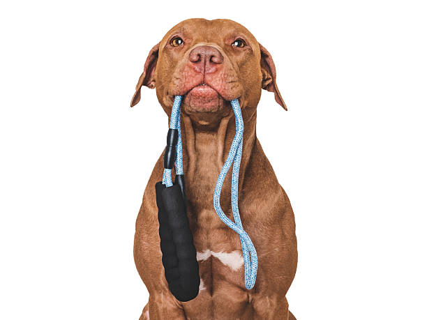 istock Lovable dog with a leash in his mouth 2247451851