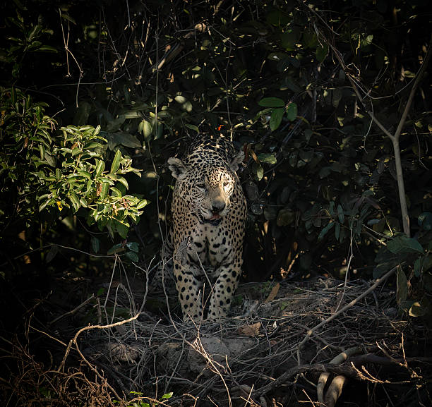 istock A jaguar (Panthera onca) half-hidden by the river bank 2247452899