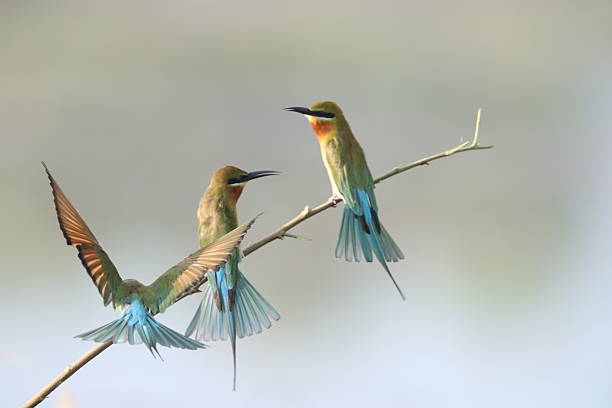 A group of Blue-tailed Bee-eaters perched gracefully on a slender branch against a soft, natural background. Their vibrant green plumage, blue tails, and warm orange throats are highlighted by gentle light, showcasing the species' elegant form and distinctive long.