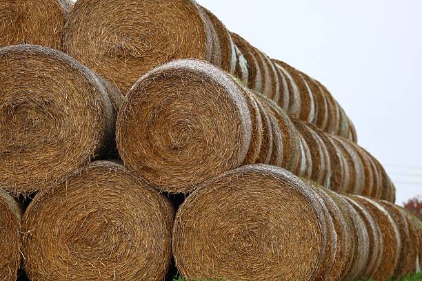 A detailed view of a tightly wound hay bale sitting on golden wheat stubble. The image captures the rich texture and color of post-harvest fields under a cloudy sky.
