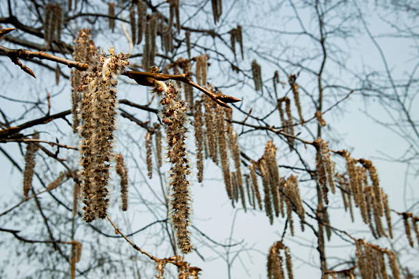 istock Beautiful branches with long catkins hanging in early spring light in a serene setting, showcasing nature's delicate details and promise of warmer days ahead 2247455330