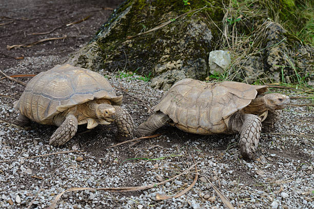 istock Two turtles are walking on the ground 2247455711