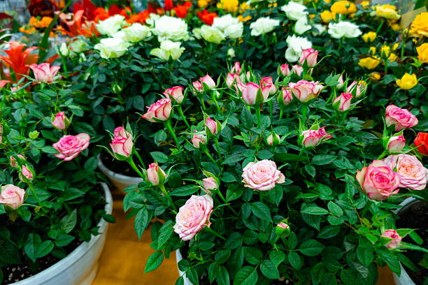 istock Vibrant flower display featuring pink and white roses in pots at a local market during spring 2247455984