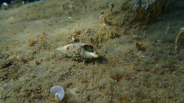 istock Common cerith or European cerith (Thericium vulgatum) shell with a hermit crab 2247457246