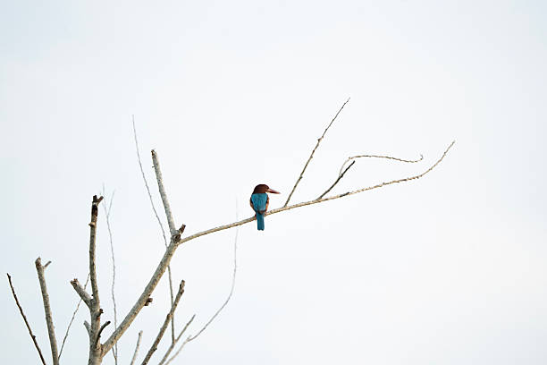 The White-throated Kingfisher is a striking, medium-sized bird easily recognized by its bright turquoise-blue wings and back, rich chestnut-brown head and body, and a bold white patch on its throat and chest.