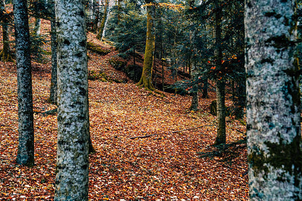 A tree with a hollow on the background of a blurred forest in Poland