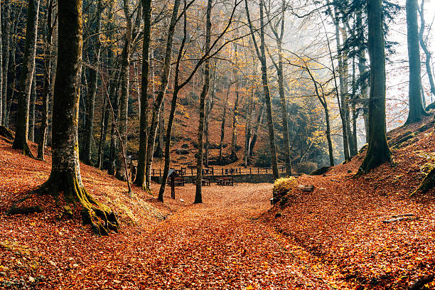 istock Autumn forest with colorful fall leaves and picnic area 2247457616
