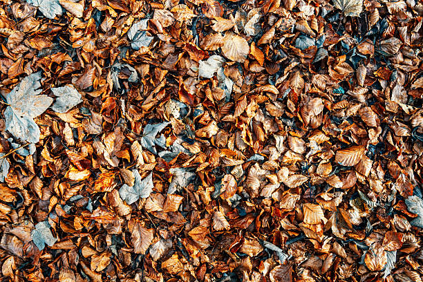 Fall season creating a vibrant pattern of brown, orange, and gray dried leaves texture on the forest floor