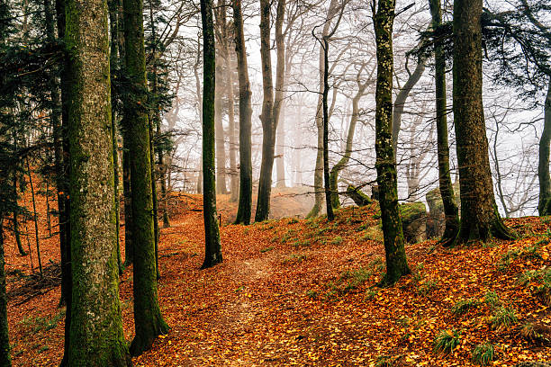 Forest path winding through trees covered with colorful autumn leaves and moss, showing a misty, tranquil scene