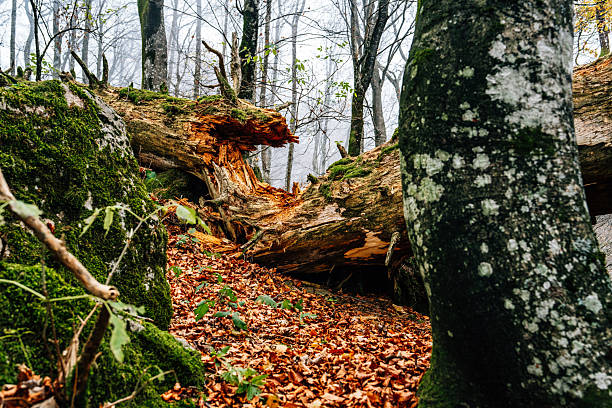Decaying fallen tree trunk covered in green moss and lichen, surrounded by autumn leaves on the forest floor during a foggy day