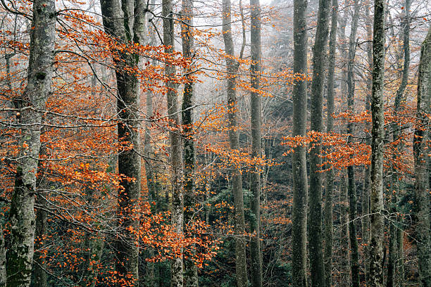 Deciduous trees reaching high into the sky, showcasing vibrant orange autumn leaves in a dense, misty forest