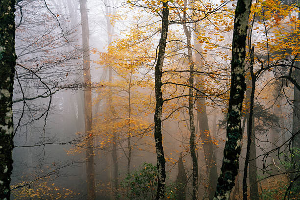 Mists blending with autumn trees featuring bright yellow and bare branches, creating a moody, atmospheric woodland scene