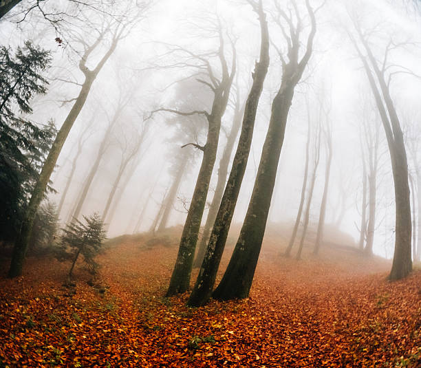 Foggy autumn forest floor covered with vibrant orange leaves, bare trees reaching into the diffusing mist, creating a mysterious atmosphere