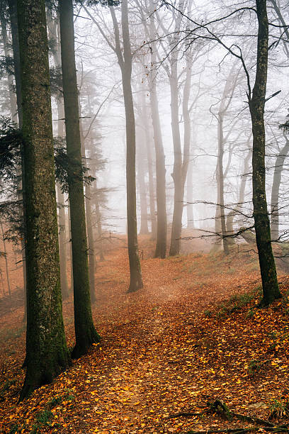 Mysterious green foggy forest during autumn day with trees, branches, tree trunks, green leaves. Mystique  relaxing  nature, creepy gloomy mood. Czech republic, Europe.