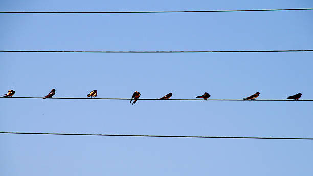 istock Minimalist birds on power line under clear sky 2247457752