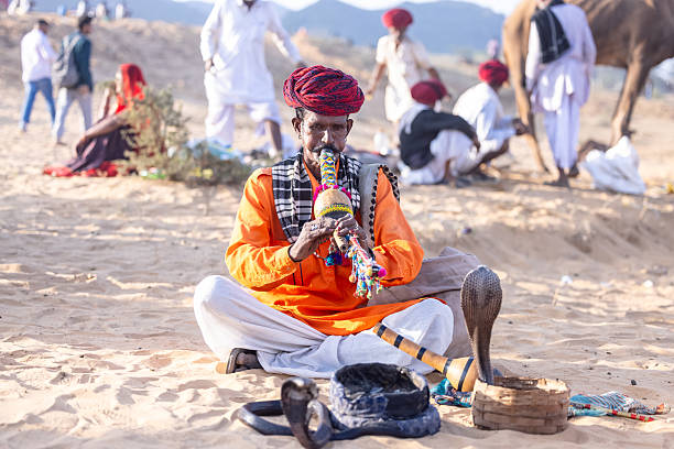 Pushkar, Rajasthan, India - November 2024: Portrait of  a young snake charmer male holding cobra snake with colorful turban at fair ground during pushkar camel fair.