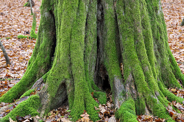 The powerful base of an old tree is covered in rich, bright green moss, creating a sense of ancient strength and natural beauty. Spreading roots firmly anchor into the forest floor, surrounded by dry autumn leaves, highlighting the cycle of life and renewal in the woods.