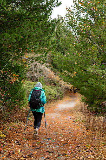 istock Hiker woman  walking in a forest with high pine trees 2247461891