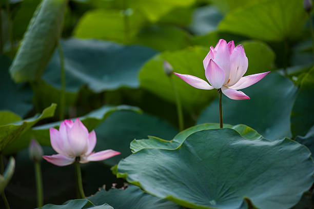 istock Pink Lotus Flower in Soft Green Bokeh 2247461962