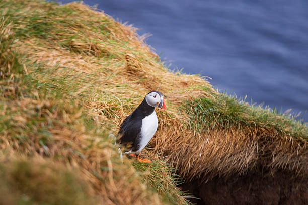 single puffin on a cliff along the coast of Iceland