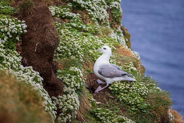 seagull on a cliff along the Icelandic coast