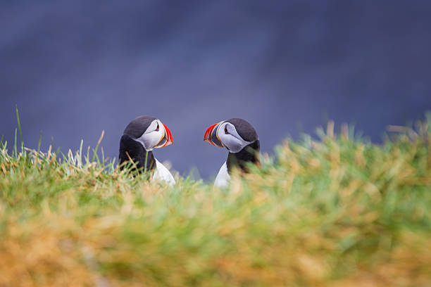 istock two puffins on a cliff along the Icelandic coast 2247465097