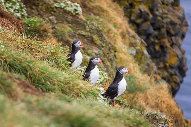Grimsey Island lies on the Arctic circle and is a popular place for birdwatching.