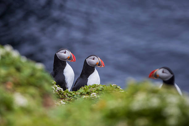 istock three puffins on a cliff along the Icelandic coast 2247465153