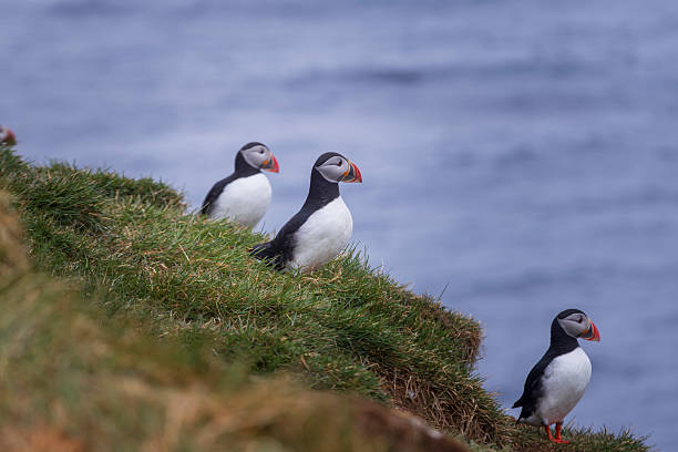 istock three puffins on a cliff along the Icelandic coast 2247465184