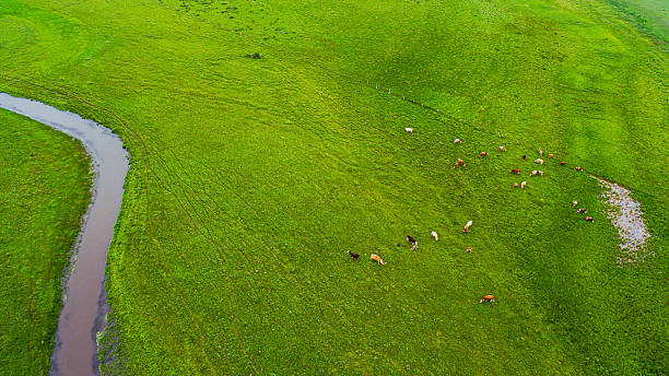 Cattle, sheep and rivers on the vast grassland