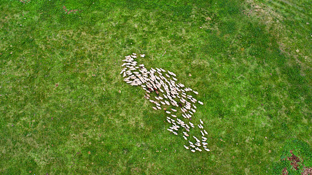 istock Cattle, sheep and rivers on the vast grasslan 2247466341